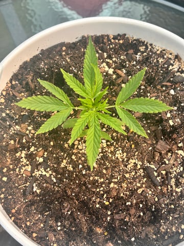 First ever grow — vegetative, day 35