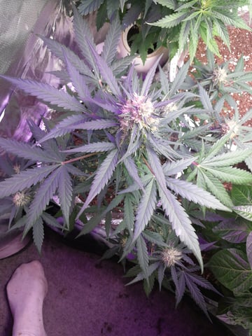 AWC  — flower, day 61