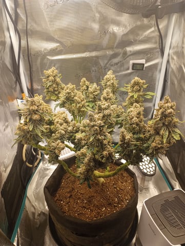 Wizard Punch first grow  — flower, day 125