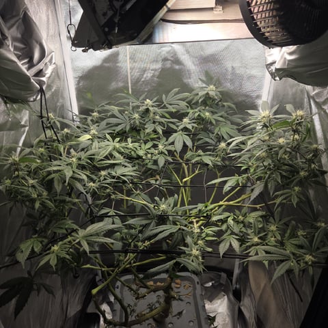 Fast Flowering Photo — flower, day 160