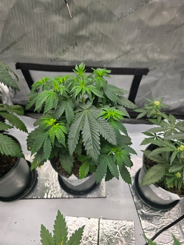 Homegrown - 🍒 🥧 & GSC Auto, 🚀 Seeds 🍌 Buttercups  — flower, day 40