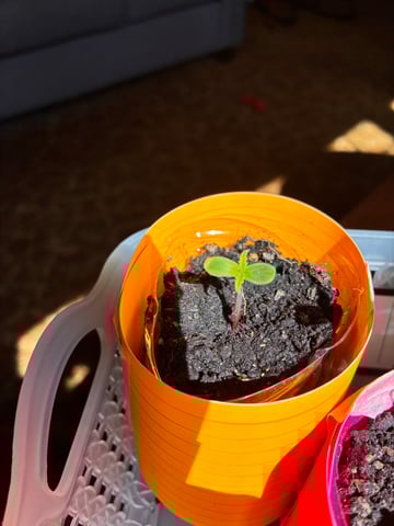 My First Grow — germination, day 9