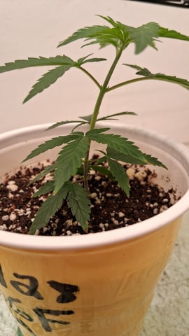 Here We Go Again 😎, This Should Be Good. 🤞👁️👁🤞 — vegetative, day 55