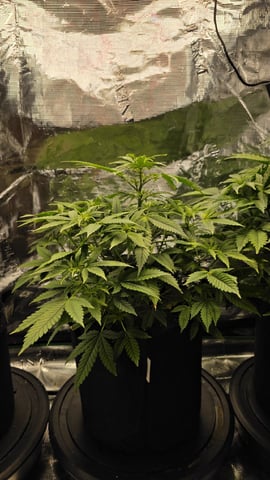 Sapphyre & Rockslide — flower, day 58