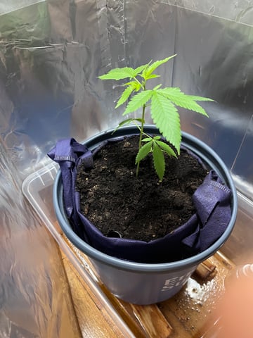 My Devine Conscious  — vegetative, day 42