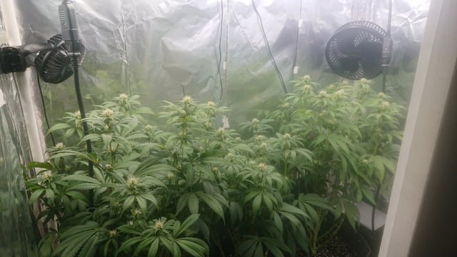 Closet grow  — flower, day 50