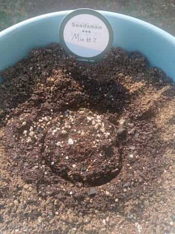 SeedBank Auto #1 — germination, day 1