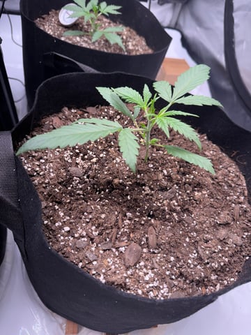 Firstgrow-autoflowers — vegetative, day 18