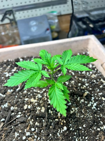 White Widow Twins — vegetative, day 24