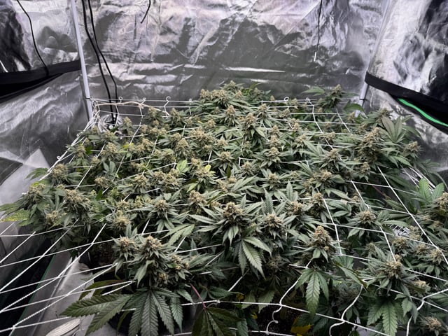 Green Gelato — flower, day 102