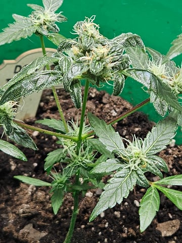 1st plant. Strain: Green Gelato AutoFlower — flower, day 72