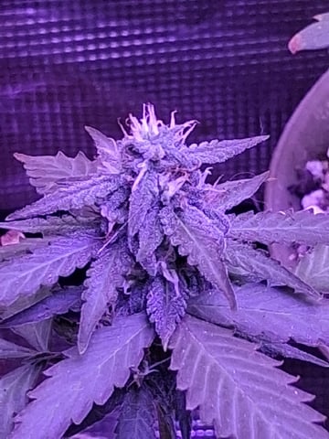 First Lagit Grow — none, day 35