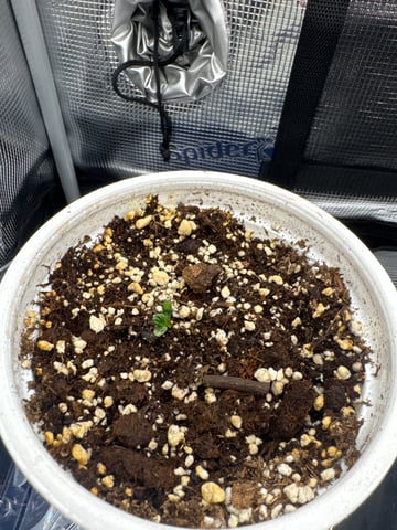 tropical cookies x grandpas cookies #10