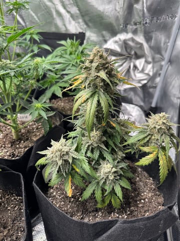 SSH and BD — harvest, day 71