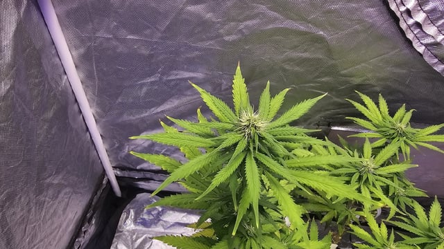 Amnesia Haze Run — flower, day 48