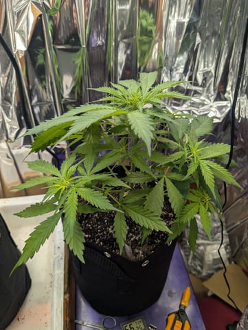Zkittlez (Auto) — vegetative, day 36