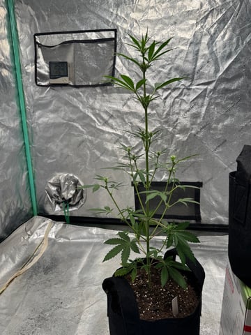 white runtz auto flower — flower, day 37