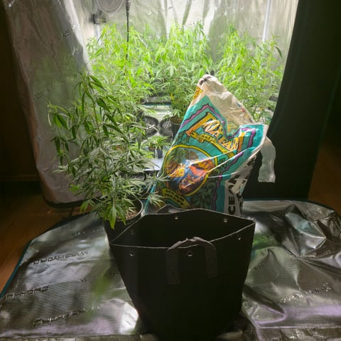 Blue Dream Clones — vegetative, day 33