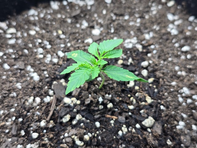 3rd Auto Grow — seedling_rooting, day 30