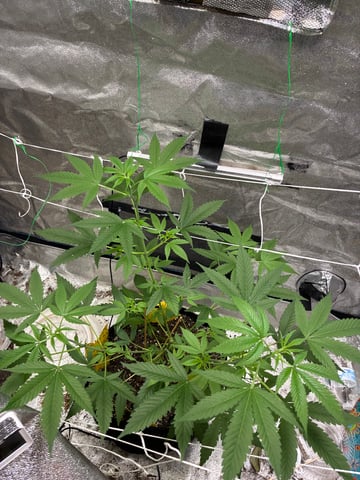 The Next One  — grow_setup, day 1