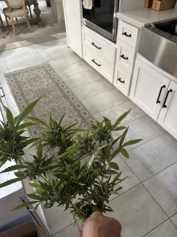 Fast Buds Auto And Special Queen Auto — harvest, day 86