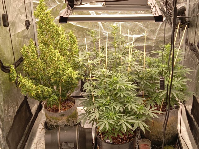 5 Autos — grow_setup, day 13