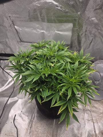 first grow — vegetative, day 37