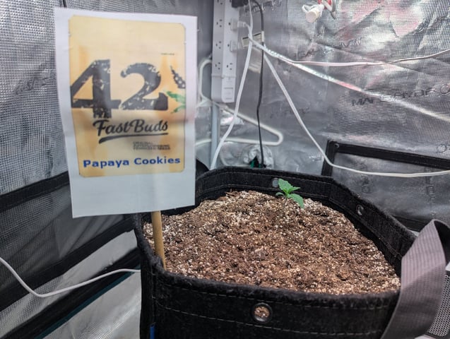 Fastbudz Payaya Cookies — seedling_rooting, day 9