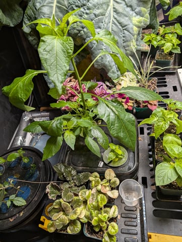 See what grows — vegetative, day 63