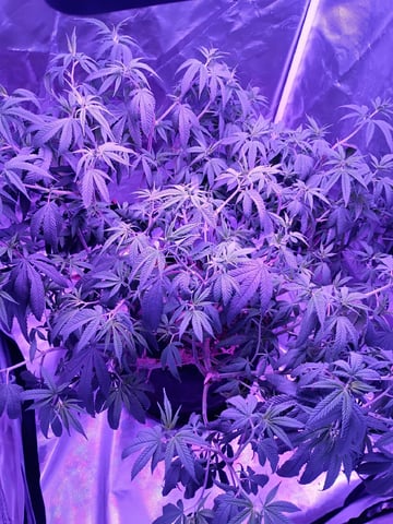 Purple Plum Perfect 💜 & 2 Grape Runtz 🍇 Mainlining garden.  — vegetative, day 141