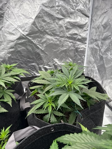 Pineapple  — vegetative, day 14