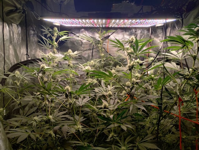 Photo Time📸🕞 — flower, day 86