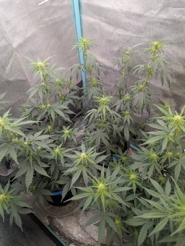 Autos — vegetative, day 30