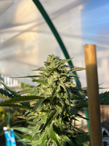 BlackBerry Moonrocks  — flower, day 58