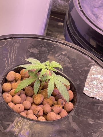 1st Ever Grow (Fat Bastard)(RDWC)  — vegetative, day 26