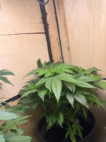 Cherry Pie  — vegetative, day 26