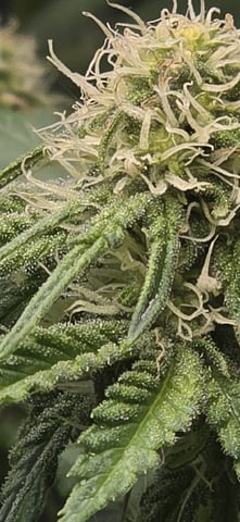Maple Nectar  — flower, day 63