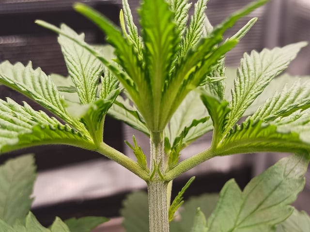 2nd Grow 2026  — vegetative, day 25