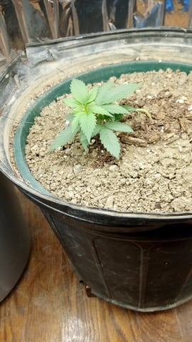 Jack hearer/Jack the ripper? — seedling_rooting, day 25