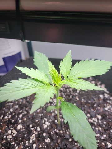 Watermelon Auto — vegetative, day 16