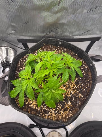 Purple Haze  — vegetative, day 16