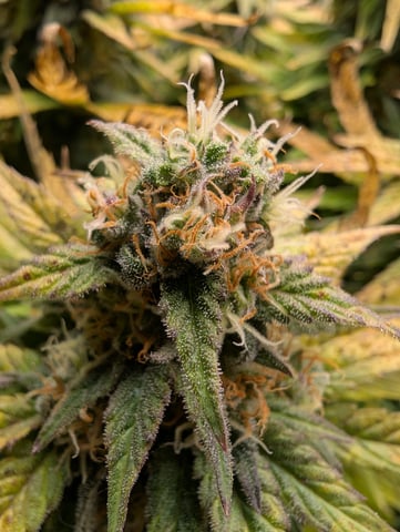 First Legal Grow — flower, day 130