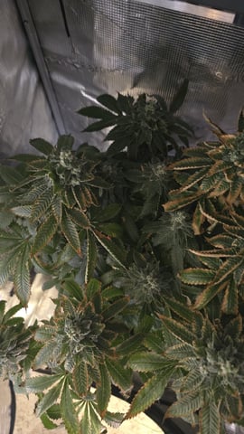Purple Nasty By Ethos Seeds — flower, day 107
