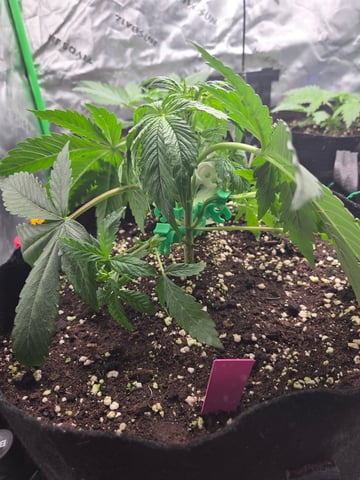 Special Kush#1 and Purple Queen Auto  — vegetative, day 21