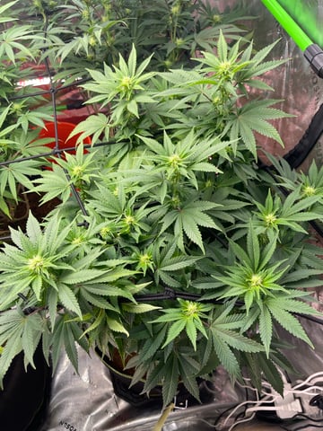 Phx_Freedom — flower, day 66