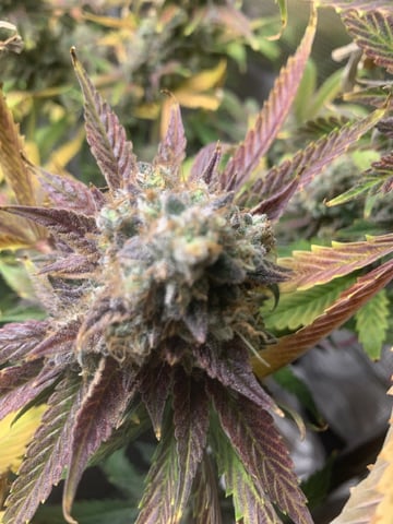 Blackberry Moonrocks (First Grow) — flower, day 70