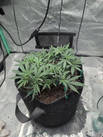 Girl Scout Cookies — vegetative, day 72