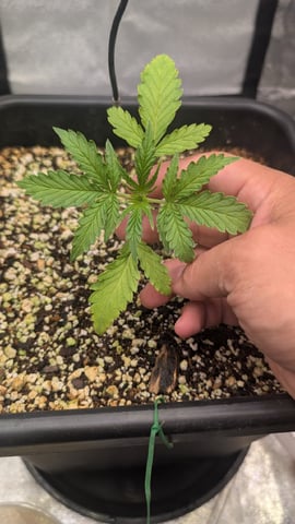 Lemon Cherry Gelato Auto — vegetative, day 20