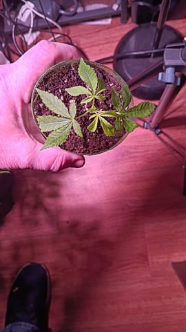 FKAFL — vegetative, day 88