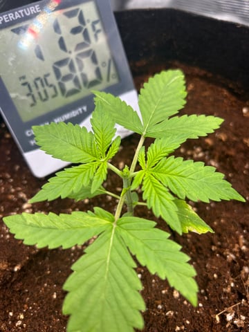 sticking to basics second grow — vegetative, day 9